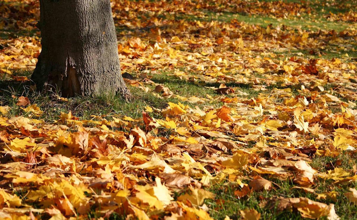 How To Compost Leaves So They'll Enrich Your Garden's Soil How To Compost Leaves So They'll Enrich Your Garden's Soil