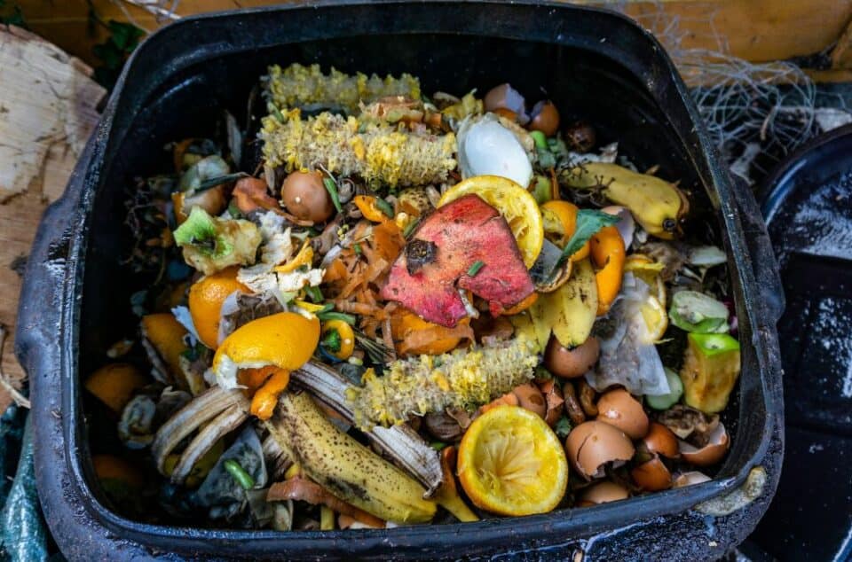 6 Tips to Control Ants in Compost Bin 6 Tips to Control Ants in Compost Bin