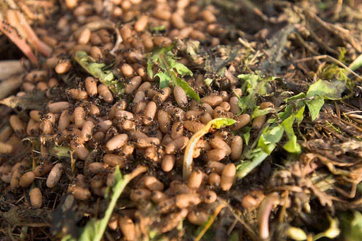 Ants In Compost Bin - What To Do? Ants In Compost Bin - What To Do?