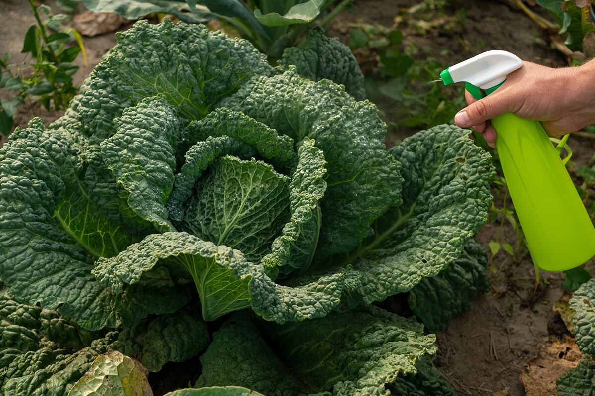 How to Make and Use Compost Tea Fertilizer | Gardener's Path How to Make and Use Compost Tea Fertilizer | Gardener's Path