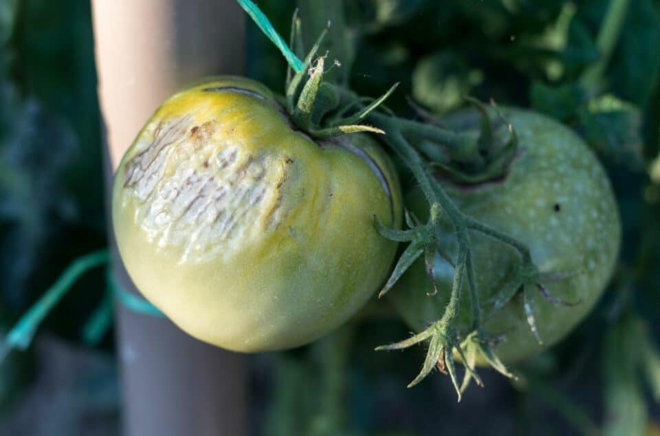 How Does a Compost Bin Work? How Does a Compost Bin Work?