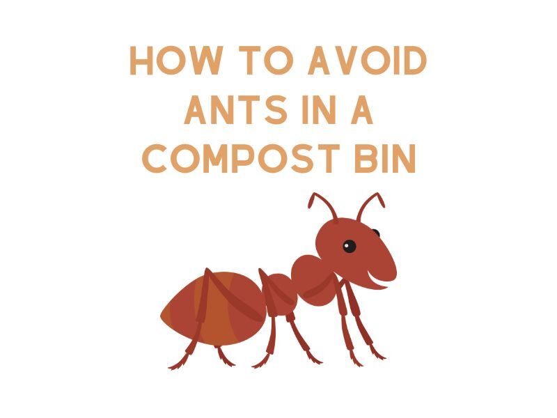 How to Avoid Ants in a Compost Bin - WormsKillWaste How to Avoid Ants in a Compost Bin - WormsKillWaste