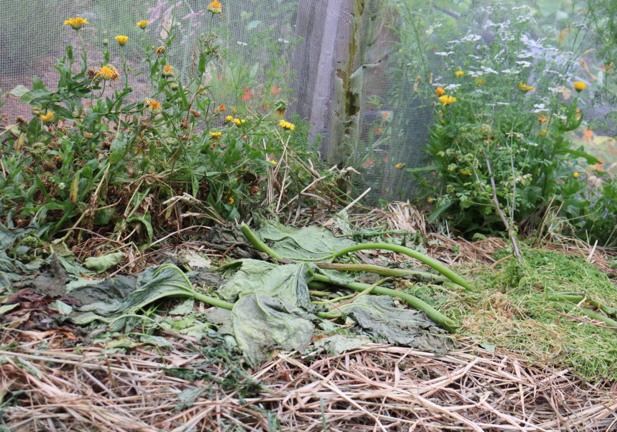 Can I Compost Diseased Plant Matter? ⋆ Edible Backyard Can I Compost Diseased Plant Matter? ⋆ Edible Backyard