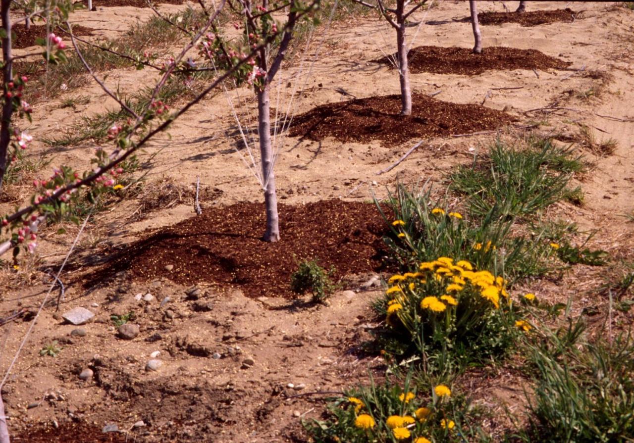 Do I Need Compost to Grow Vegetables? - Compost Authority Do I Need Compost to Grow Vegetables? - Compost Authority
