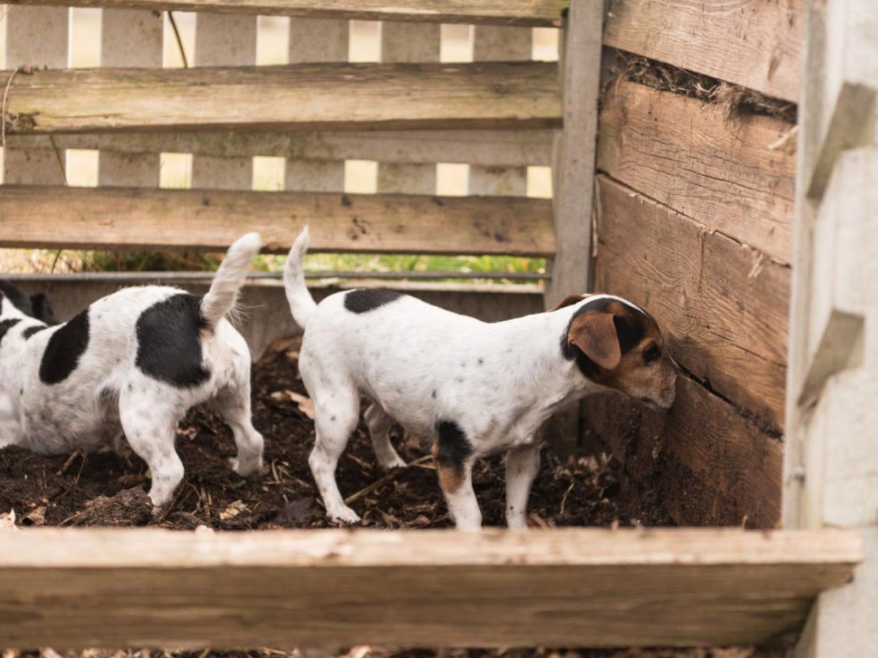 Pet Poop Composting - Can Dog Feces Go In Compost | Gardening Know How Pet Poop Composting - Can Dog Feces Go In Compost | Gardening Know How