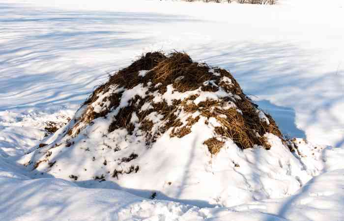 Can You Compost In The Winter? Cold Weather Tips - BackyardDigs Can You Compost In The Winter? Cold Weather Tips - BackyardDigs