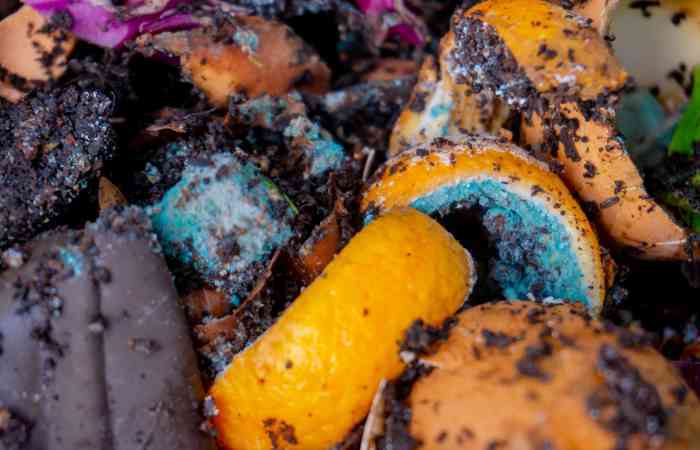 Can You Compost Citrus - Orange Peels And Lemons? | BackyardDigs Can You Compost Citrus - Orange Peels And Lemons? | BackyardDigs