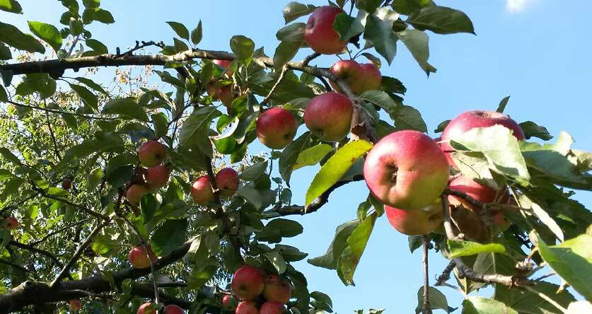 Best Compost For Fruit Trees (Without a Doubt!) Best Compost For Fruit Trees (Without a Doubt!)